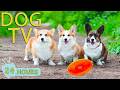 DOG TV: Best All-Day Videos to Entertain & Relax for Dogs a Home Alone - Anti-Anxiety Music for Dogs