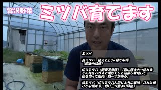 【青ミツバの育て方】今年は少し贅沢な野菜、ミツバを少しだけ育ててみます。育て方をある程度調べてきたので参考にしてください。