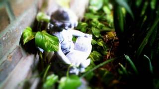 (In Vado HD) - A Short Fly Around Our Front Porch Garden