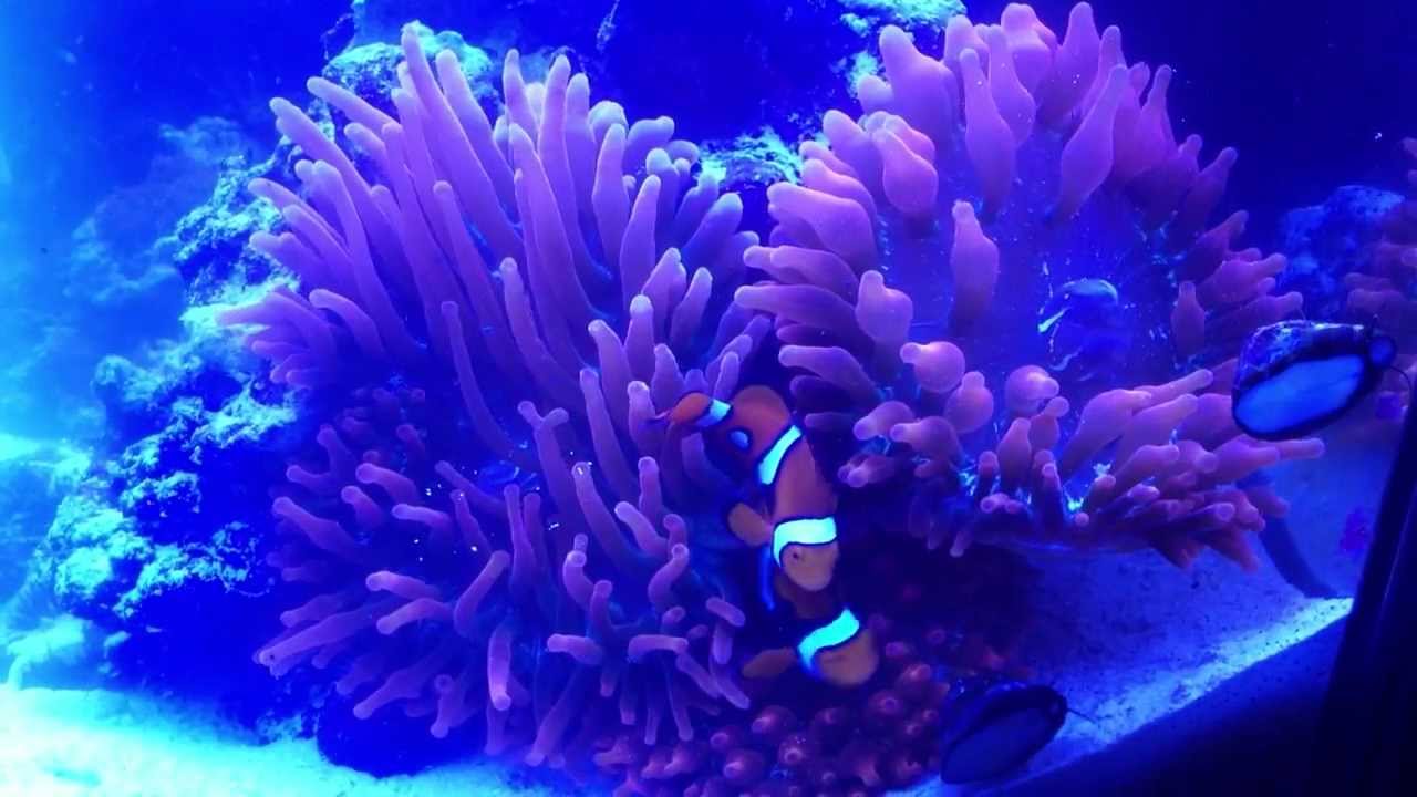 jmadden184's Reef: RBTA's Spawning Pt. 3 - YouTube