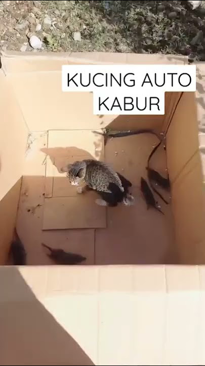 DAGELAN | TIKUS VS KUCING