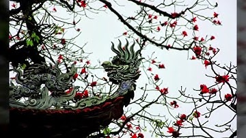 Title Hoa Gạo Tháng 3