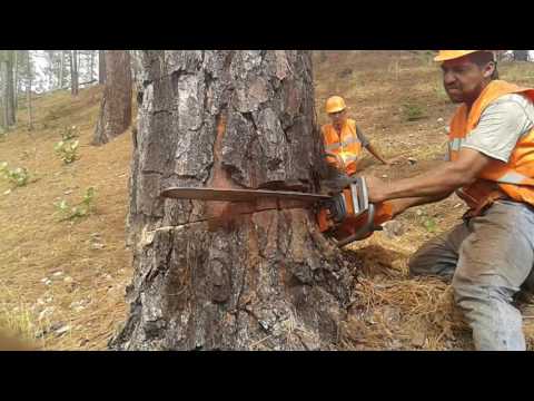 APEO DE ARBOL DE PINO CON MOTOSIERRA HUSQVARNA 61