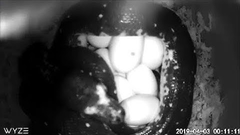 Green Tree Python - Snake Laying Eggs