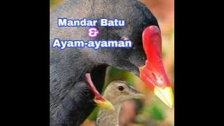 Suara pikat Mandar dan Ayam-ayaman