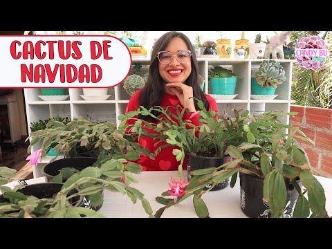 Vídeo: Trasplantament de cactus de Nadal: quan i com trasplantar un cactus de Nadal