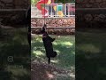 Bull terrier Terra jump