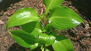 TRANSPLANTING HOSTAS. NEW PATIO AREA. MOVING AUTUMN BEAUTY GARDENIA. WINDBREAK.