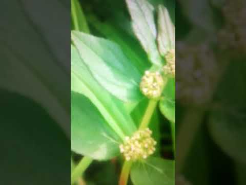 ቪዲዮ: Euphorbia Multiflorous - የአትክልት ማስጌጥ