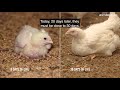 INVESTIGATION: Chickens Suffer on Spanish Factory Farm