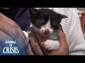 Cat Raises Kittens On A Cargo Truck l Animal in Crisis Ep 325