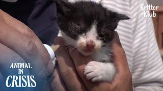 Cat Raises Kittens On A Pickup Truck l Animal in Crisis Ep 325