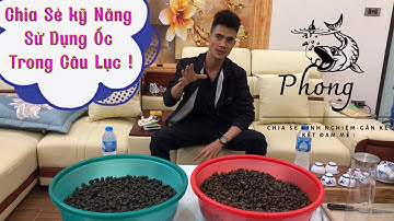 Cận Cảnh Ốc Ủ Thính Nhả Nhớt. Sự Khác Biệt Giữa Ốc Khoẻ Và Ốc Yếu. Trong Câu lục.