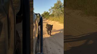 Male Leopard Less Than 2 Feet!