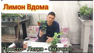 Лимон червоний і великоплідний, рекомендації щодо догляду.