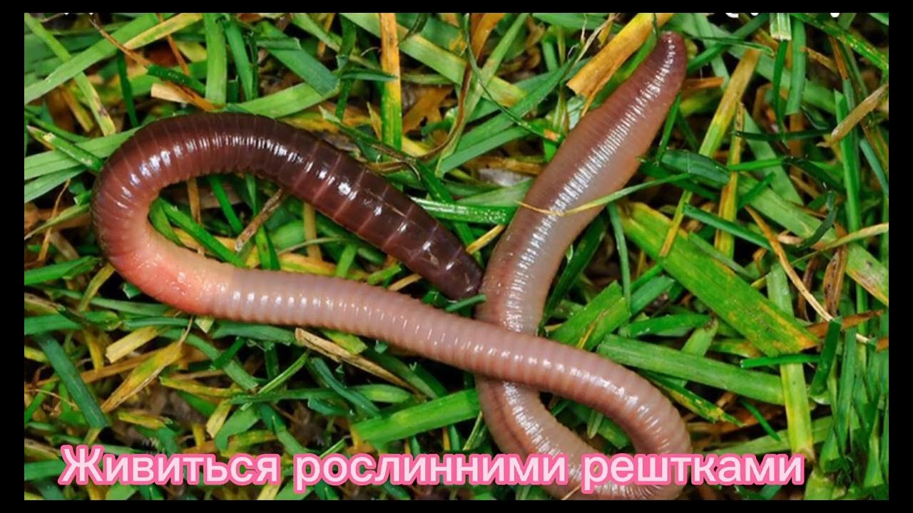 Про дождевого червя. Червь Земляной (Lumbricus terrestris). Lumbricus terrestris обыкновенный дождевой червь. Дождевой выползок дождевой червь. Земляной червь выползок.