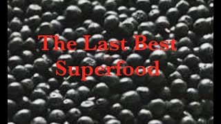 The MOST POTENT Super Fruit and How to Grow It: ABC acres- episode #102