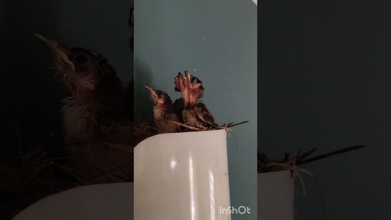 ഇനിയൊരു ജന്മം  