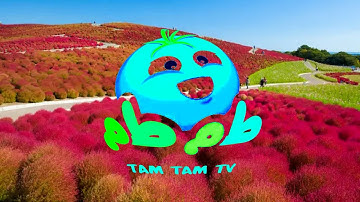 Tam Tam TV in JAPAN Intro Logo Effects | Preview 2 AMC Bota Jone Ti Effects