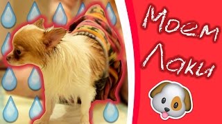 Уход за Чихуахуа: Моем Лаки Уход за Чихуахуа: Моем Лаки