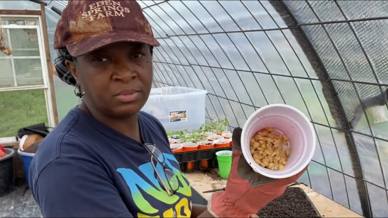 Our GUARANTEED METHOD Of GROWING CORN & Why It Works