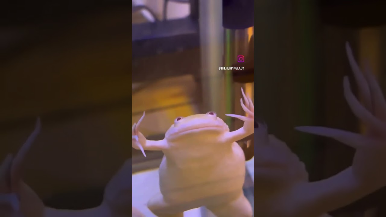 Derpy Frog Looking Cute 