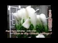 今日素菜-曬菜乾DIY  How to dry Chinese cabbage?