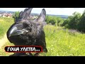 Прогресс тренировок вОрона / Гоша улетел