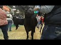 Auction Floor VR180 3D, Houston Livestock Show, Up Close and Personal 4K - NRG Center