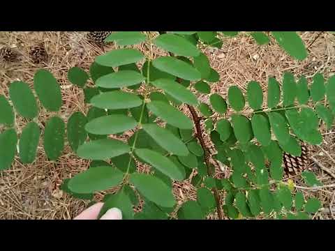 Acacia découvrir cette plante invasive sortie nature marcpecheo3 