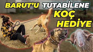 "6 Köpeğimin Yemek Masrafı Aylık 15.000 TL!" Besim ve Hasan Işıker Köpek ve Hayvan Çiftliği