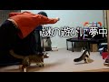パパ考案の謎の遊びに夢中になる兄弟猫