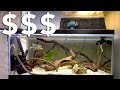 How Much Does It Cost To Set Up a Turtle Tank? 💵