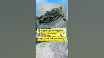 A Turtle Spent 30 Years in Someone’s Home… and Nearly Didn’t Survive 😢🐢