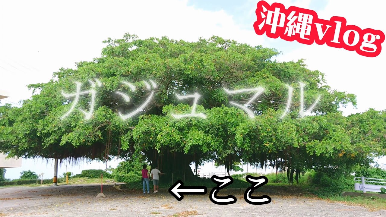 沖縄vlog】南部のガジュマル巡り/この木なんの木みたいな木があった