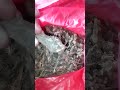 kong Kush