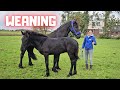 Weaning time! Wûnder leaves Stal H. Who will be his new friend? | Friesian Horses