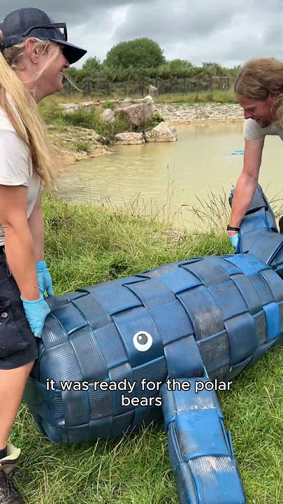 Polar Bears play with DIY whale