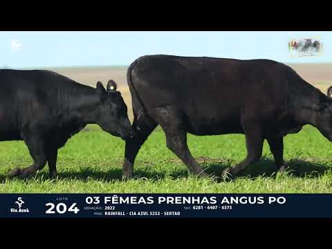 LOTE 204   TAT 6281, 6407, 6575 F Angus