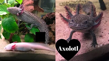 Che acquario serve per Un axolotl?