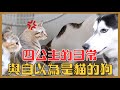毛孩日常 超療癒 四公主與一隻自以為是貓的狗 這部片收益捐給幸福狗流浪中途 彥婷 毛孩日常 超療癒 四公主與一隻自以為是貓的狗 這部片收益捐給幸福狗流浪中途 彥婷