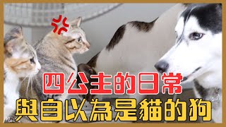 【毛孩日常】超療癒！四公主與一隻自以為是貓的狗！這部片收益捐給幸福狗流浪中途 ｜❤️彥婷