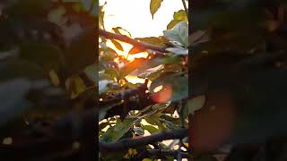 Müslüm Gürses Bunca Gamı Bunca Derdi