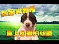 【T.H.子恆】絕地求生PUBG - 就是狗雜種！馬上回鍋的鴻麟(Ft.鴻麟、杰生、小毛)