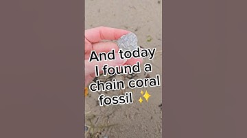 Fossil hunting - chain coral fossil ✨️