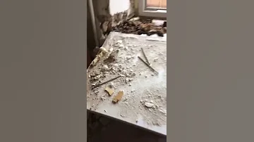 Где зимуют летучие мыши.