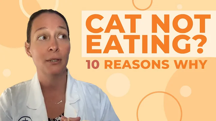 Cat Not Eating? A Vet Gives 10 Reasons Why - DayDayNews