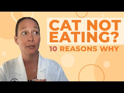 Video: Kodėl mano katė ryja?