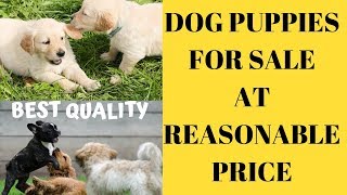 Dogs Puppies For Sale At Reasonable Price |Animals Vlog Kolkata |डॉग पुप्पीस फॉर सेल काम डैम मैं Dogs Puppies For Sale At Reasonable Price |Animals Vlog Kolkata |डॉग पुप्पीस फॉर सेल काम डैम मैं