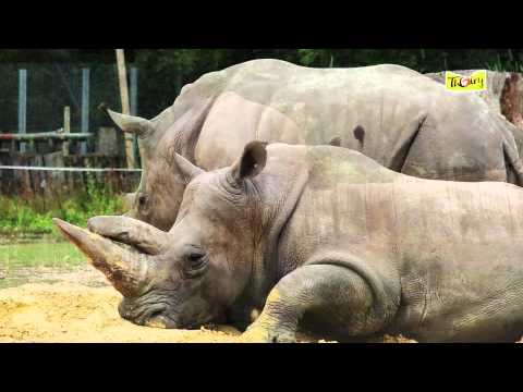 Le Rhinocéros Blanc, un herbivore victime du braconnage